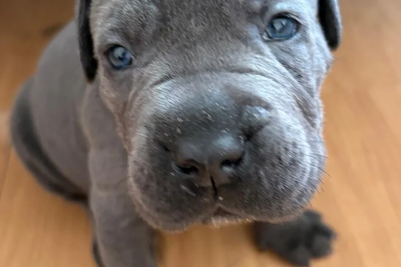 Cane Corso