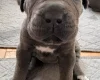 Cane Corso