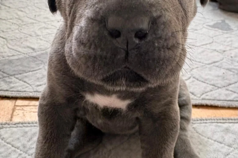 Cane Corso