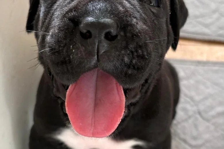 Cane Corso