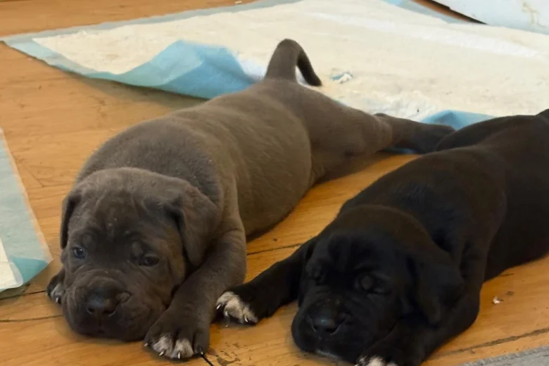Cane Corso