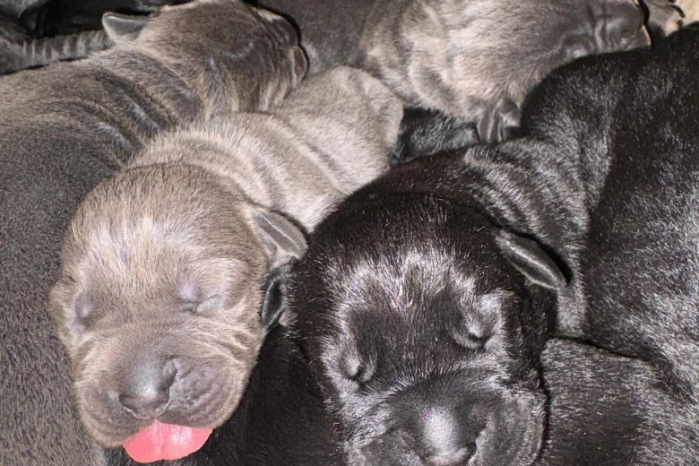 Cane Corso