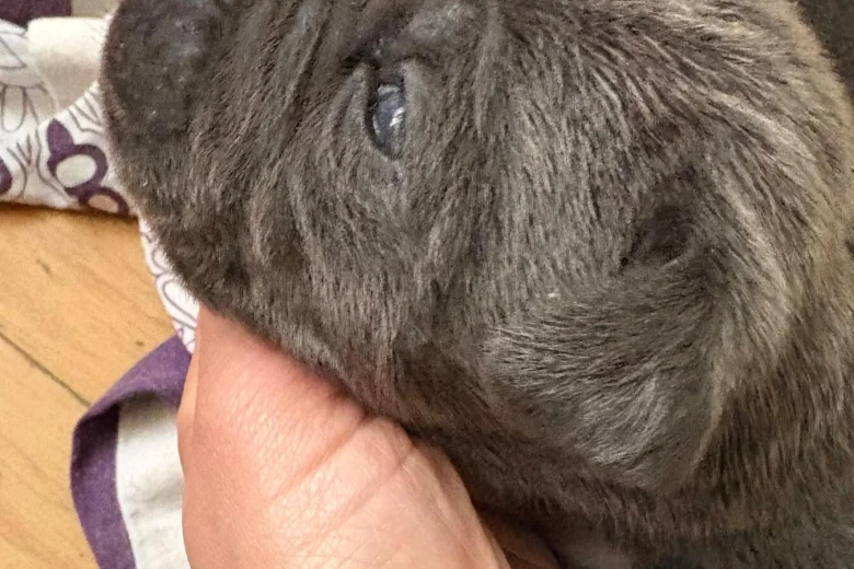 Cane Corso