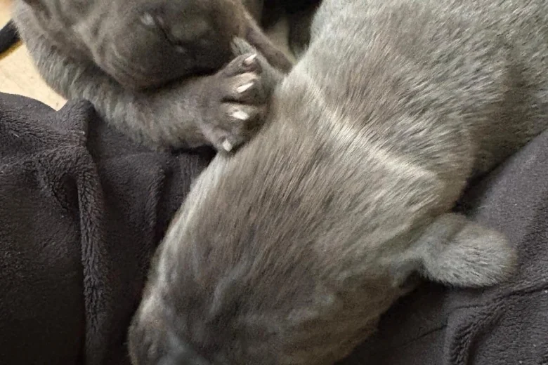 Cane Corso