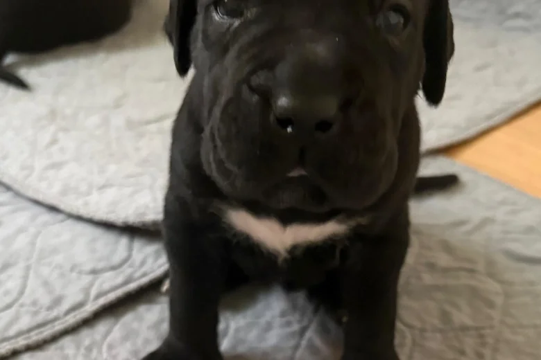 Cane Corso