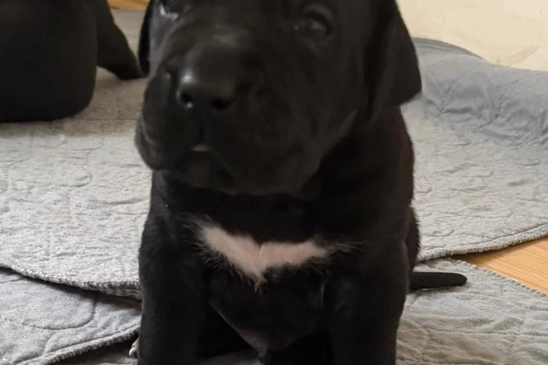 Cane Corso