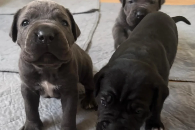 Cane Corso