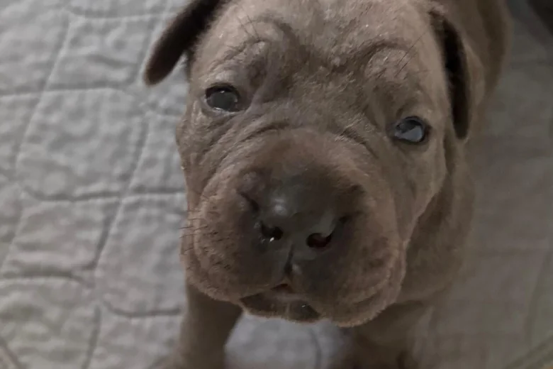Cane Corso
