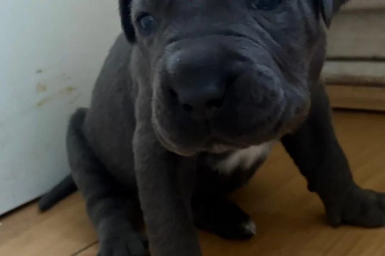 Cane Corso