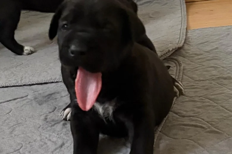 Cane Corso