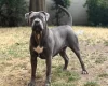 Cane Corso