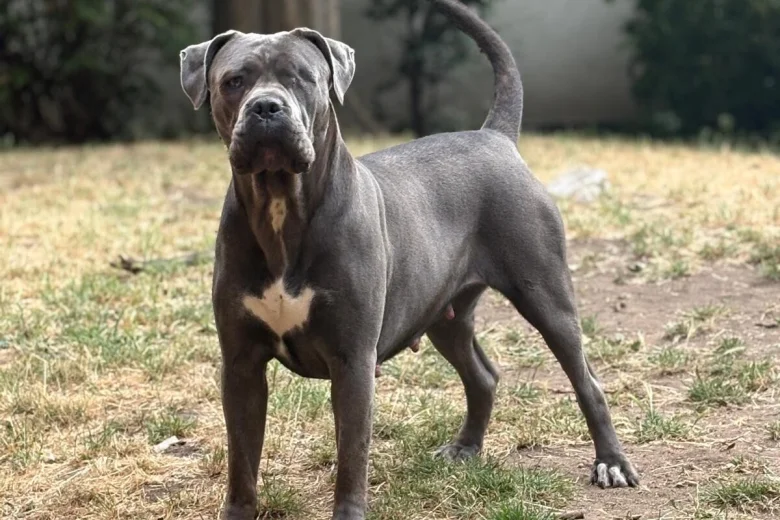 Cane Corso
