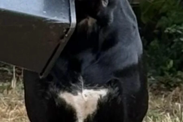 Cane Corso