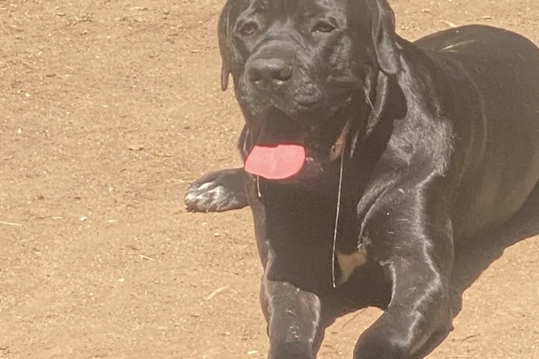 Cane Corso