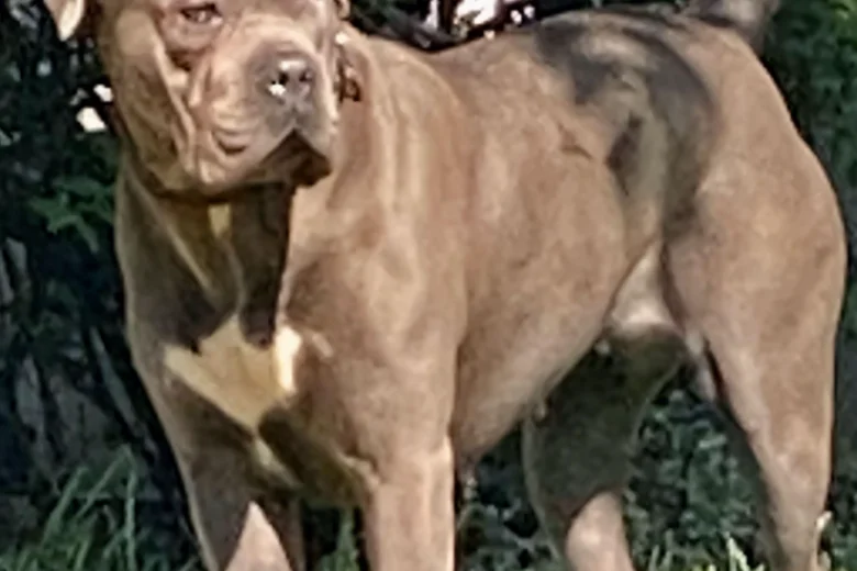 Cane Corso