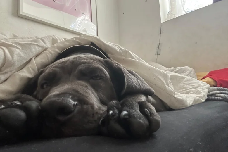 Cane Corso