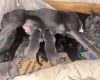 Cane Corso