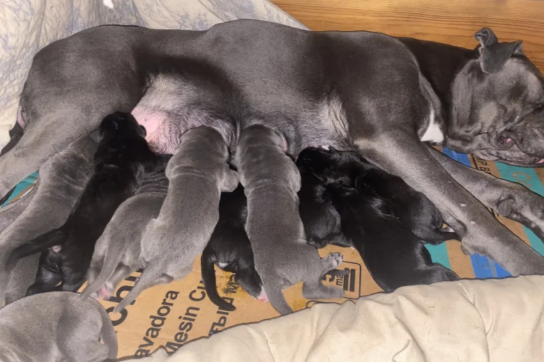 Cane Corso