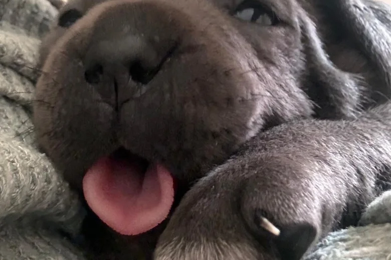 Cane Corso