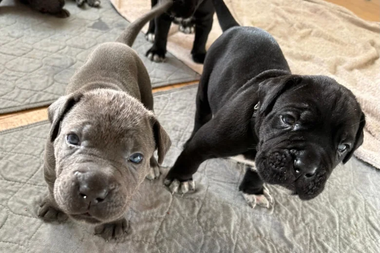 Cane Corso