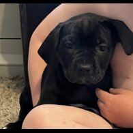 Cane Corso