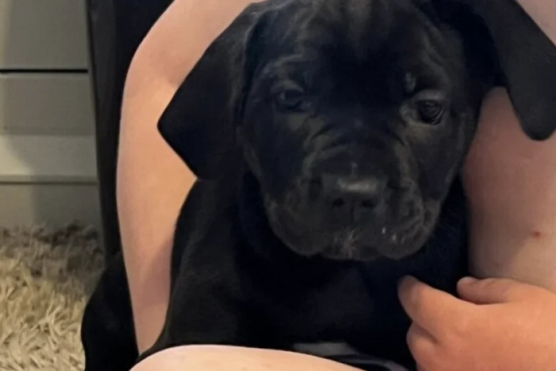 Cane Corso