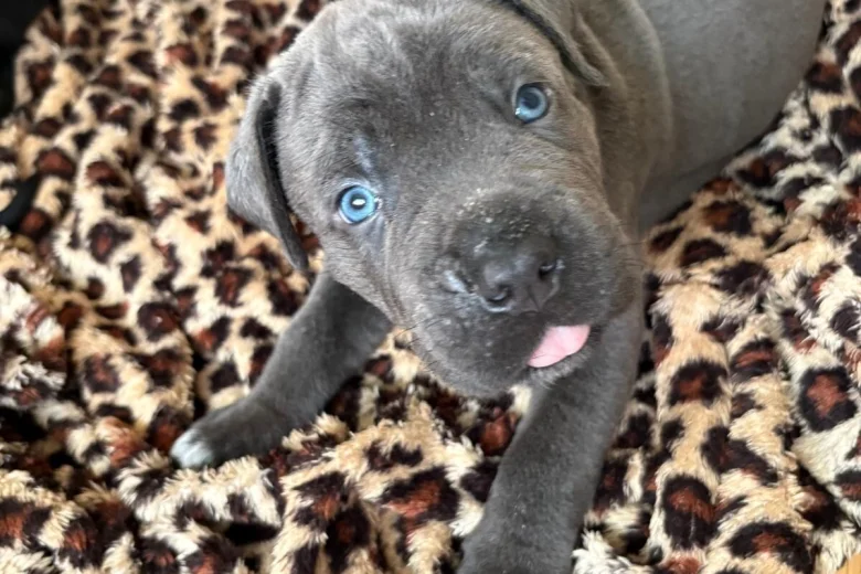 Cane Corso