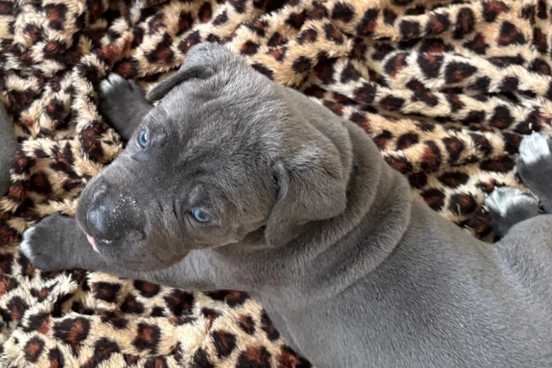 Cane Corso