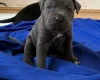 Cane Corso