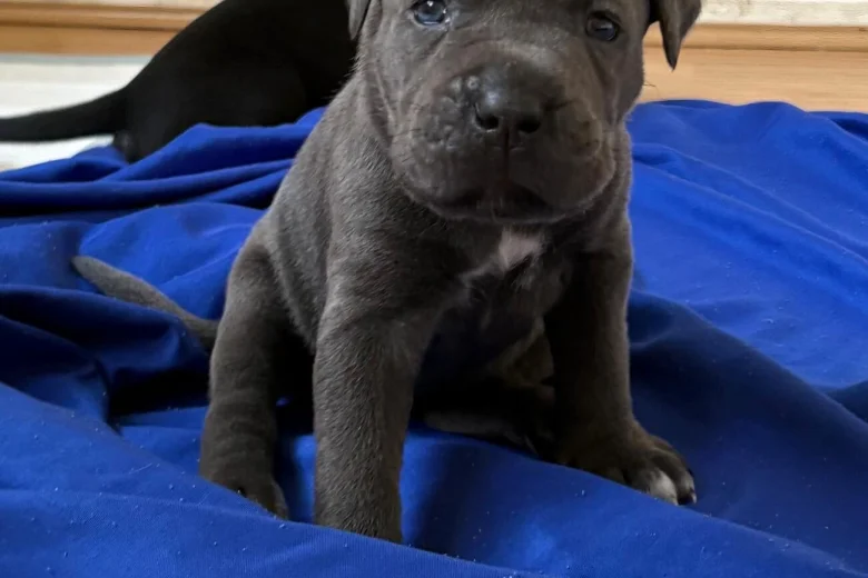 Cane Corso