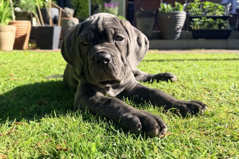 Cane Corso