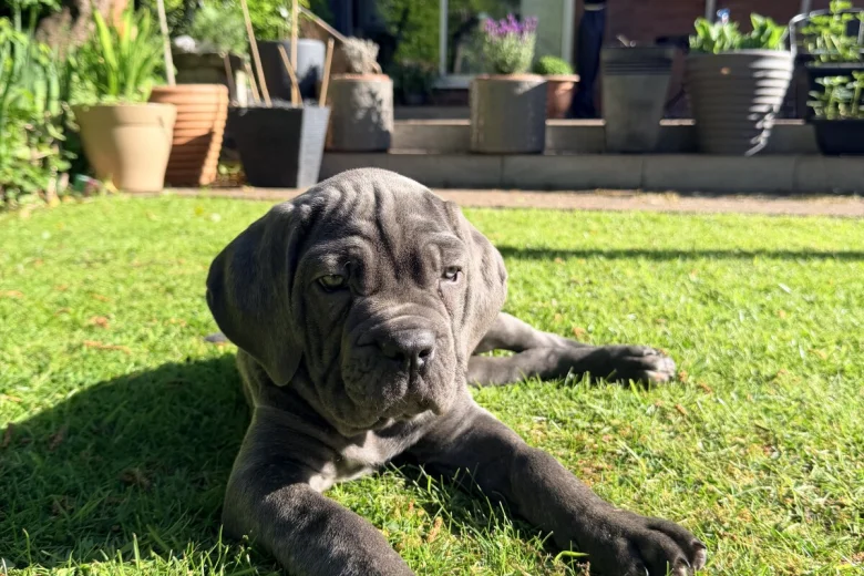 Cane Corso