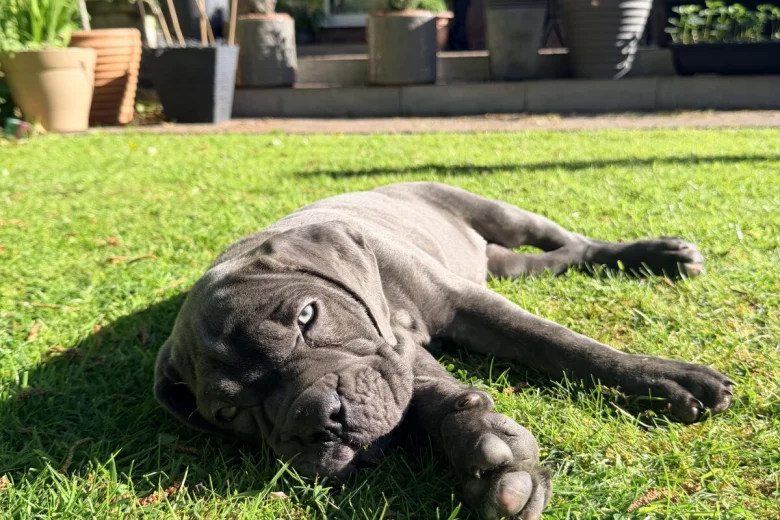 Cane Corso