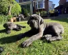 Cane Corso
