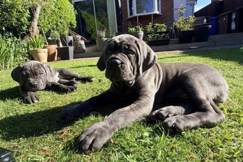 Cane Corso
