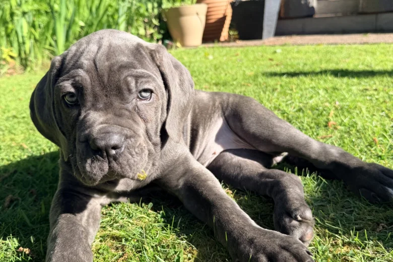 Cane Corso