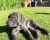 Cane Corso