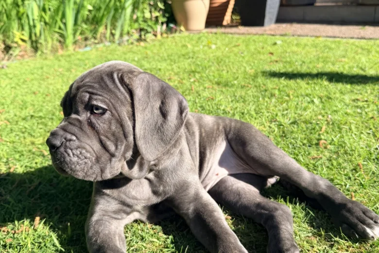 Cane Corso