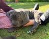 Cane Corso