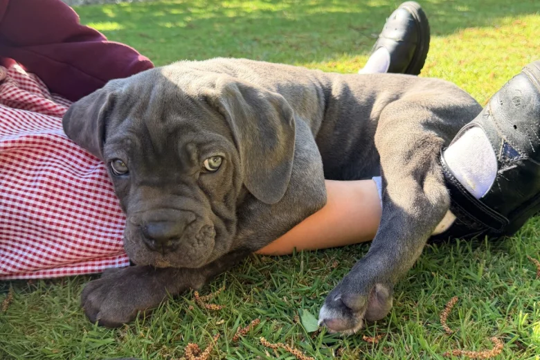 Cane Corso