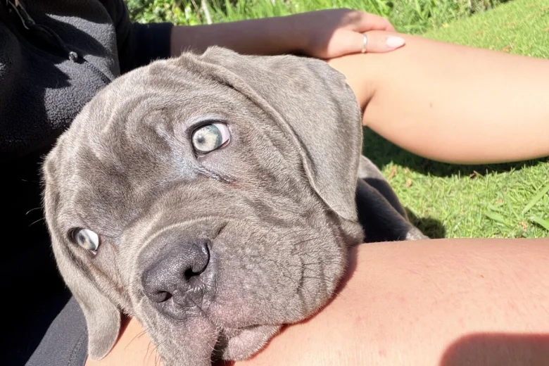 Cane Corso
