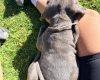 Cane Corso
