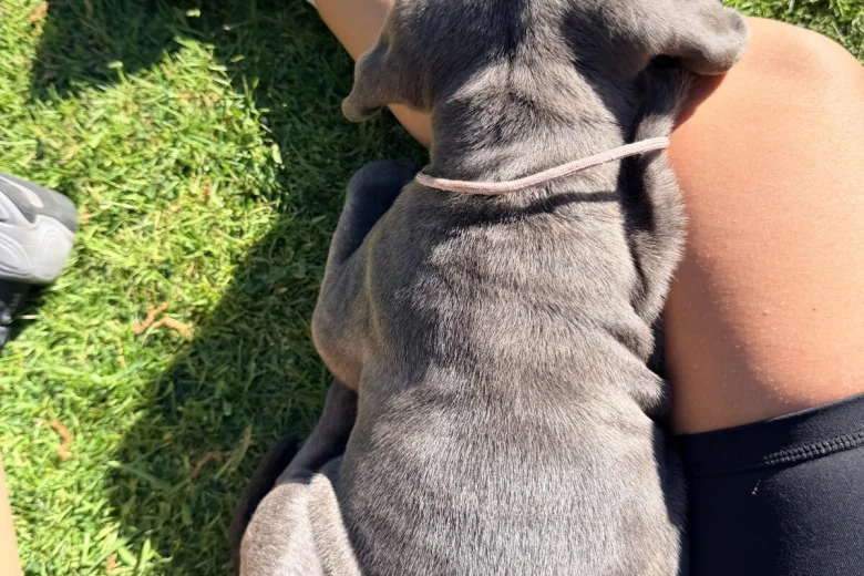 Cane Corso