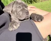 Cane Corso
