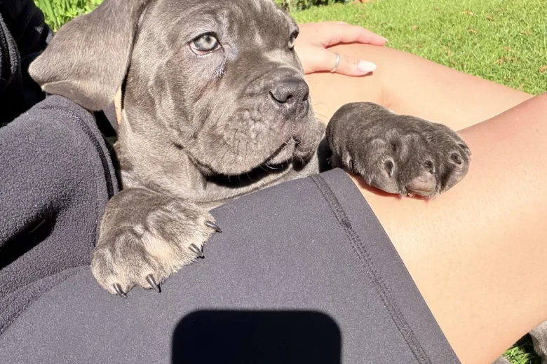 Cane Corso