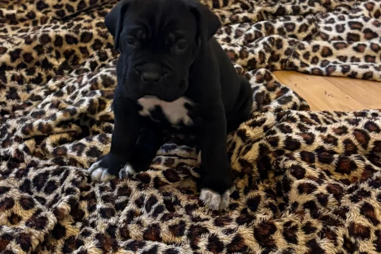 Cane Corso