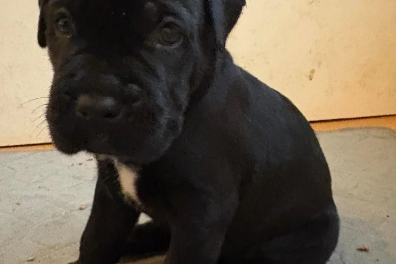 Cane Corso
