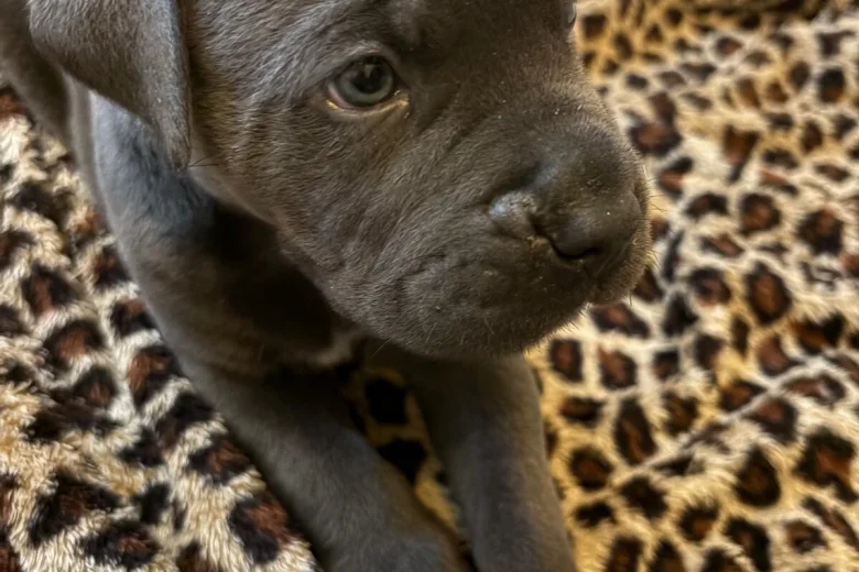 Cane Corso