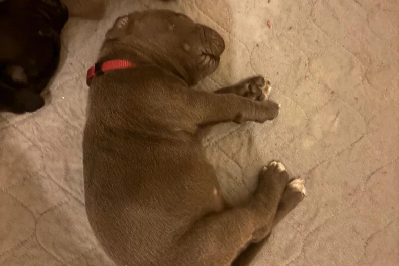 Cane Corso
