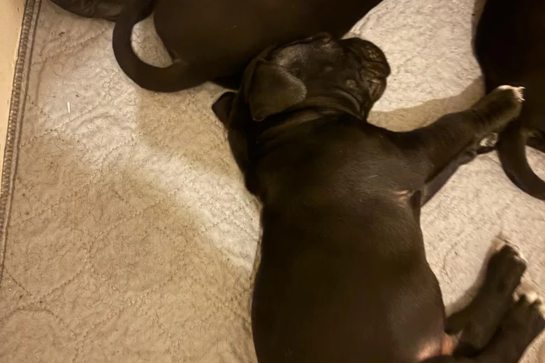 Cane Corso